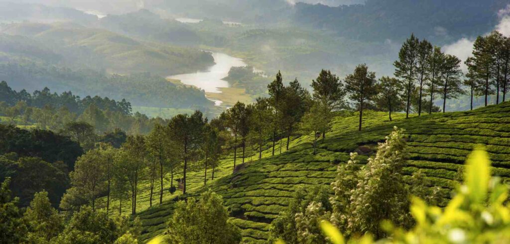 A stunning view of Munnar tea gardens