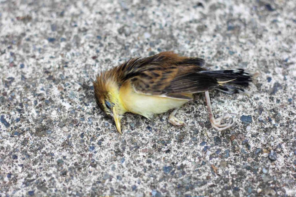 jatinga Bird Suicide