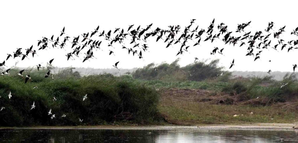 About Jatinga Bird Suicide Mystery