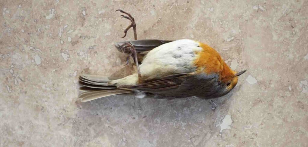 Unraveling the Mystery of Jatinga Bird Suicide