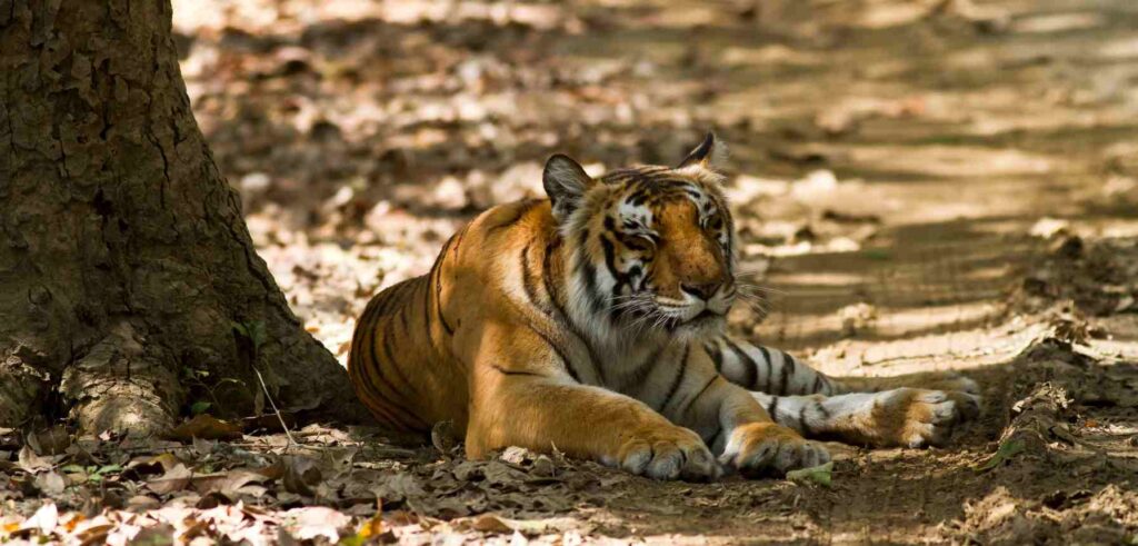 Jim Corbett National Park