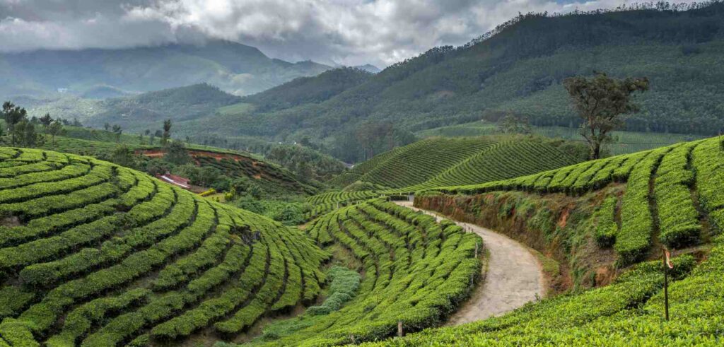 Munnar, Kerala