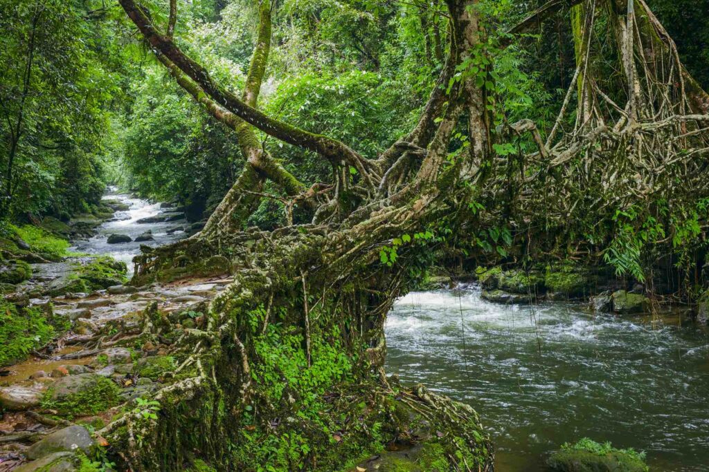 Double Decker Living Root Bridge