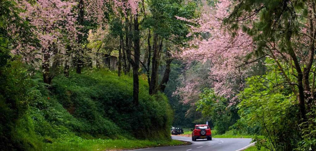 A car drives down a serene, winding road lined with cherry blossom trees in full bloom.