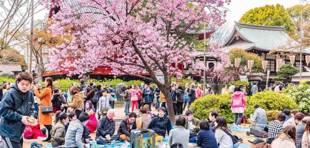 People gathered under blooming cherry blossoms, enjoying picnics and festivities at the festival.