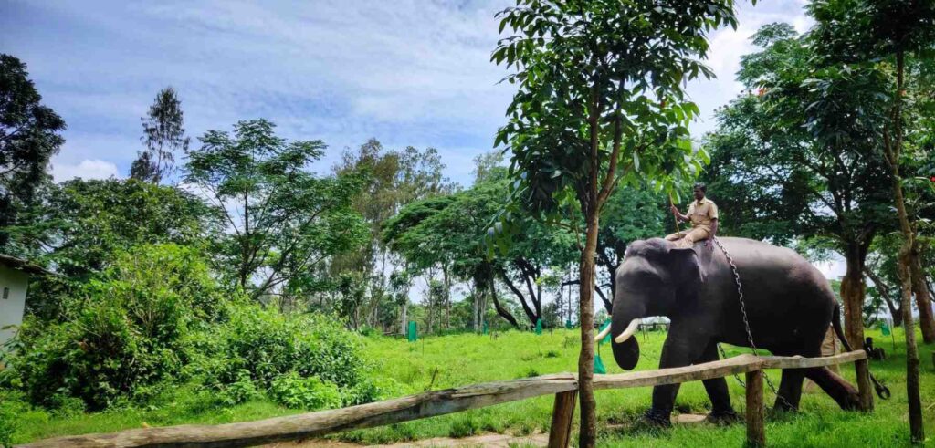 Thrilling ride on an elephant in Coorg