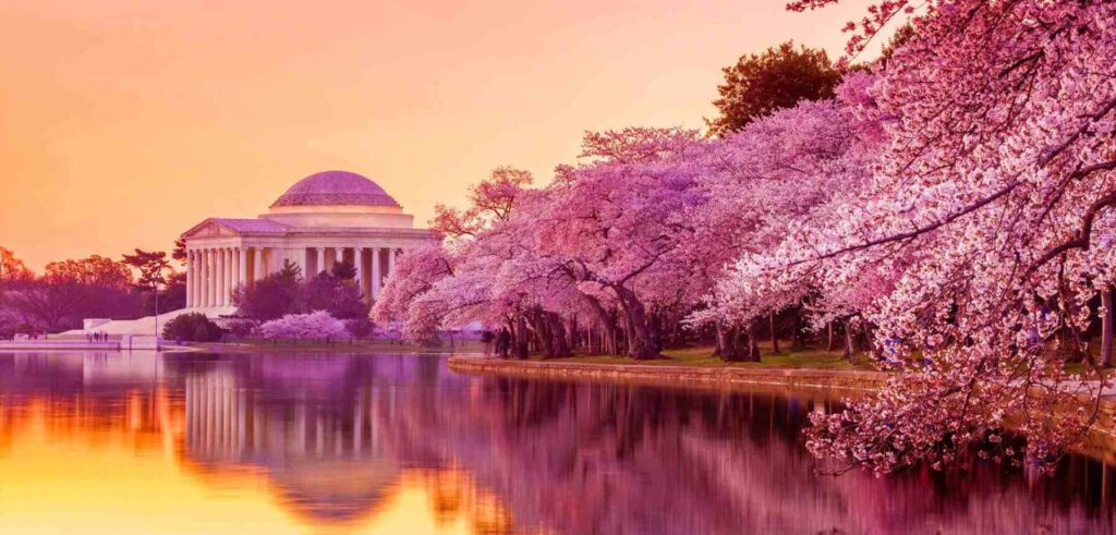 Cherry blossoms in full bloom along a serene water body, with a neoclassical domed monument in the background during sunset.