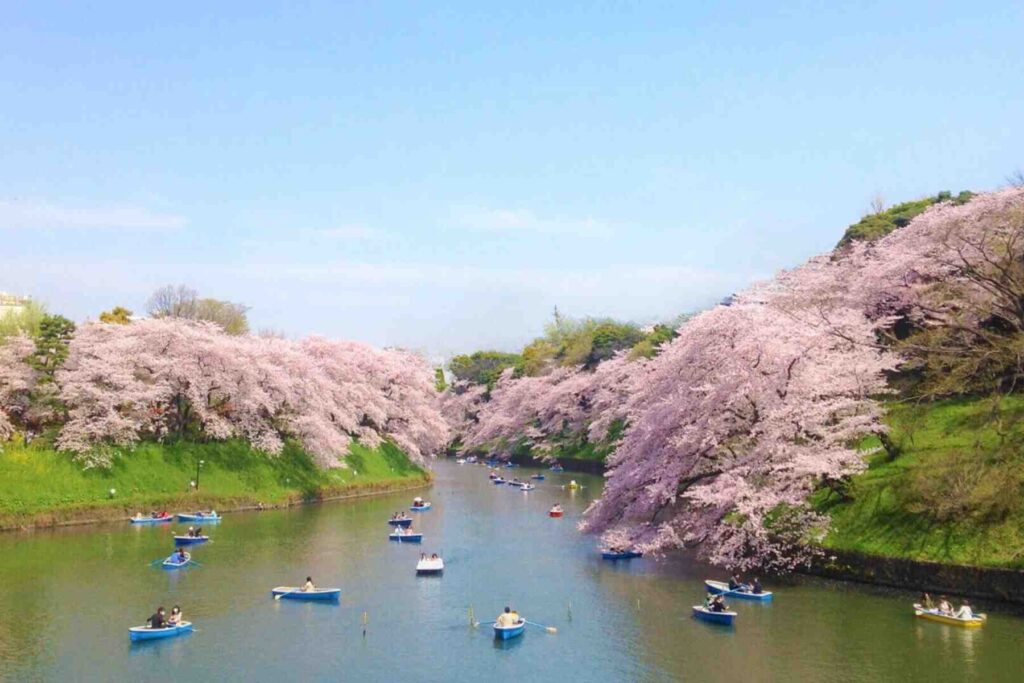 Cherry Blossom Festival in Shillong