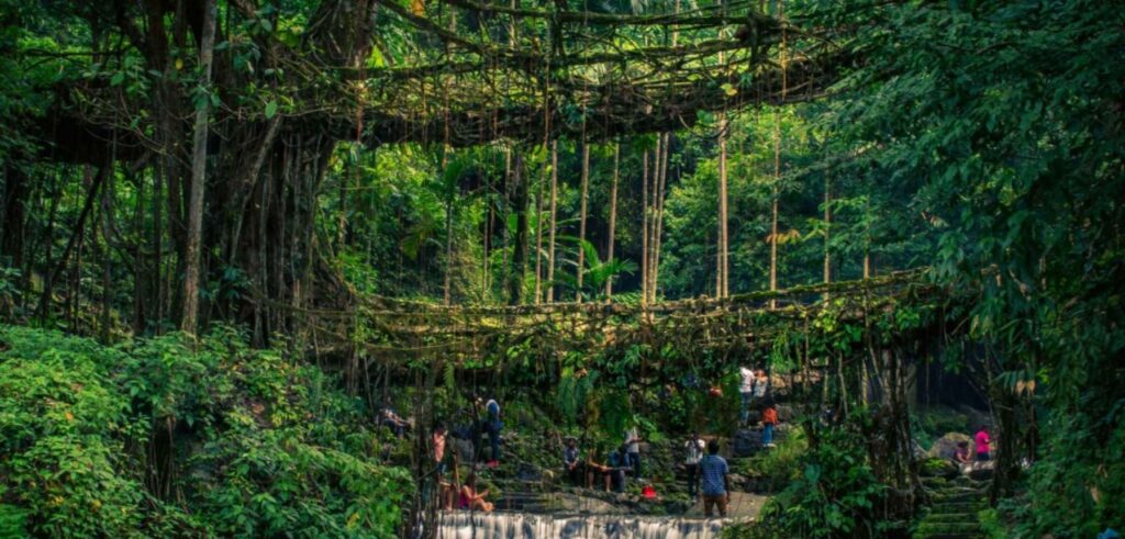 Living root bridge