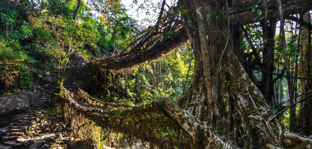 Root bridges of Meghalaya