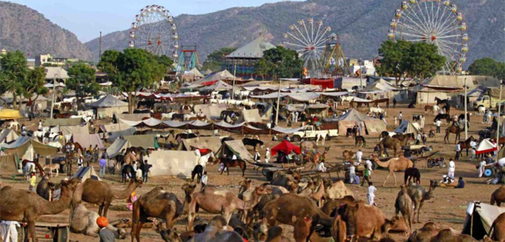 Livestock Marketplace in Pushkar mela rajasthan