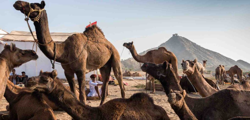 Camel Trading and Animal Competition