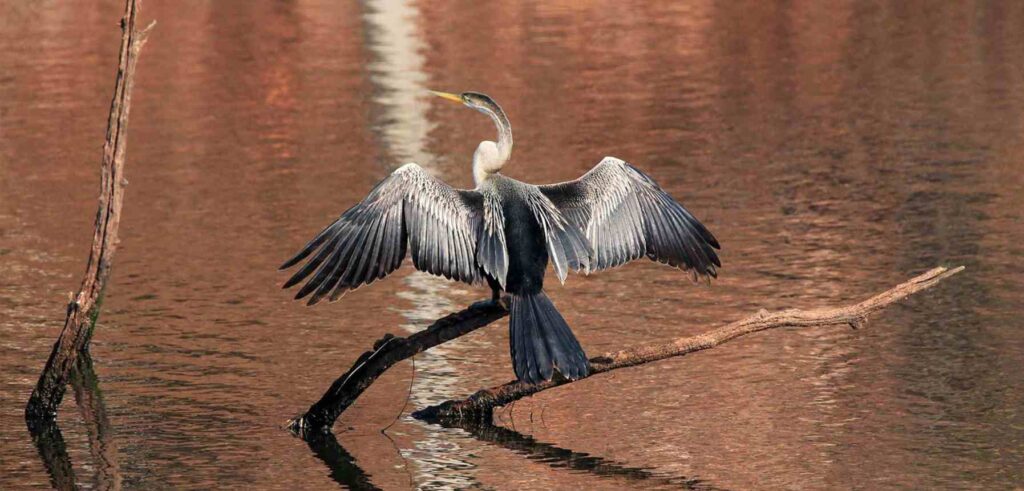 Chhari Dhand Wetland Conservation Reserve