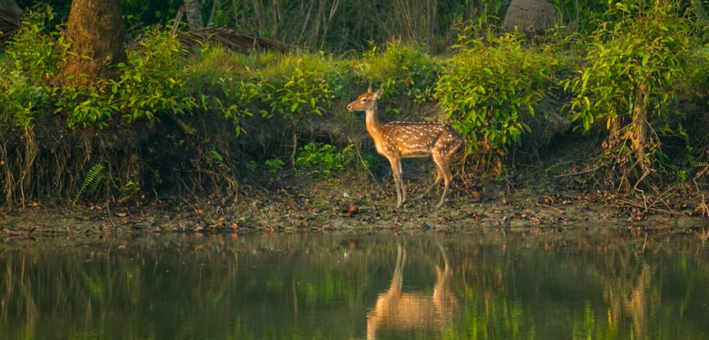 eco tourism in sunderbans 