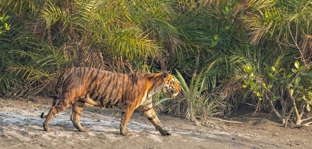 the sunderbans