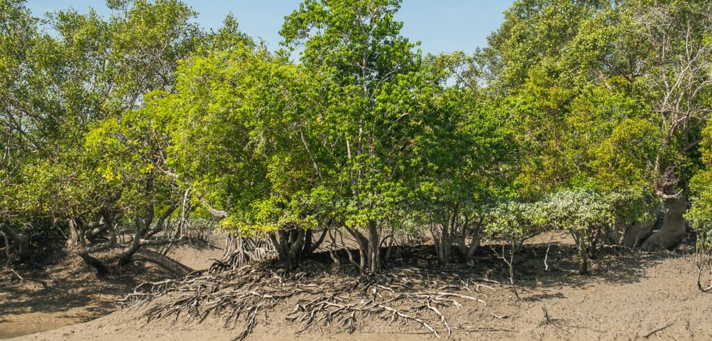 sunderbans tour