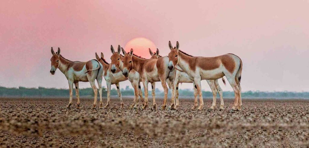 Indian Wild Ass Sanctuary (Little Rann)