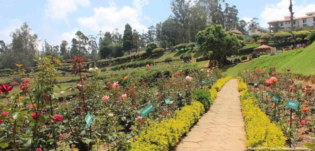 Rose Garden