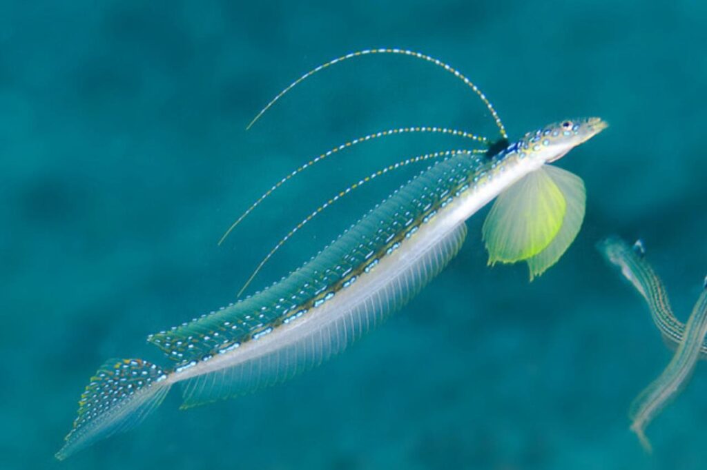 @Tide Pools and Marine Life