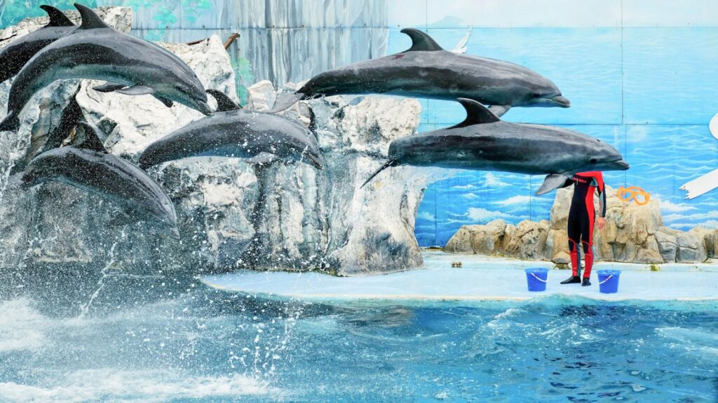 Dolphin Show
