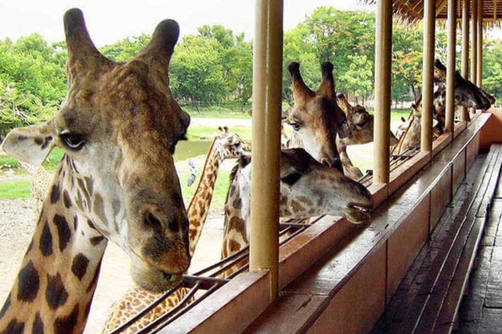 safari world bangkok